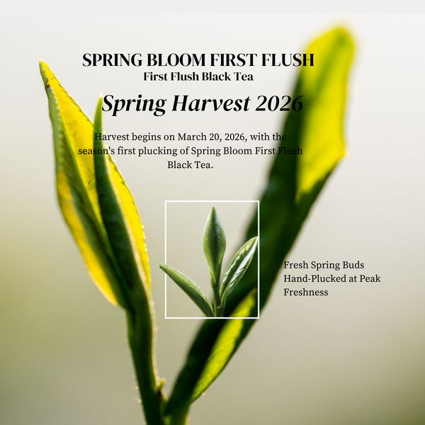 Spring Bloom First Flush Black Tea – Whole Leaf 100g