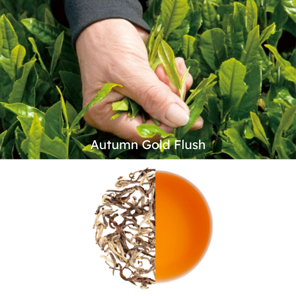 Autumn Gold Flush – Darjeeling Autumn Flush Black Tea 100g