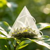 Happy Valley Peach Green Tea packaging and key product features